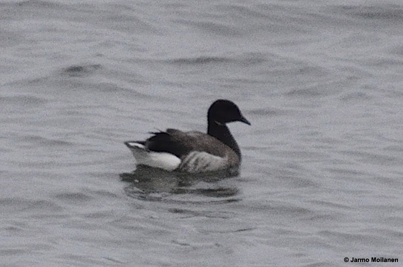 Brant (Atlantic) - ML166197261