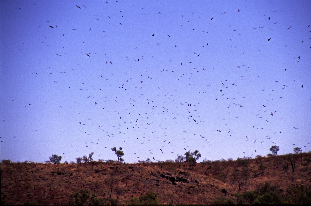 Black Kite - ML166198741