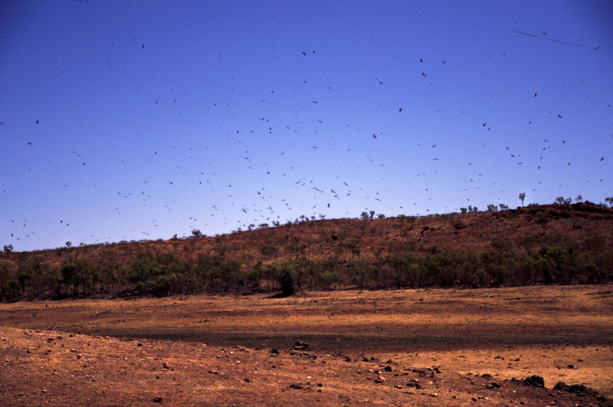 Black Kite - ML166198781