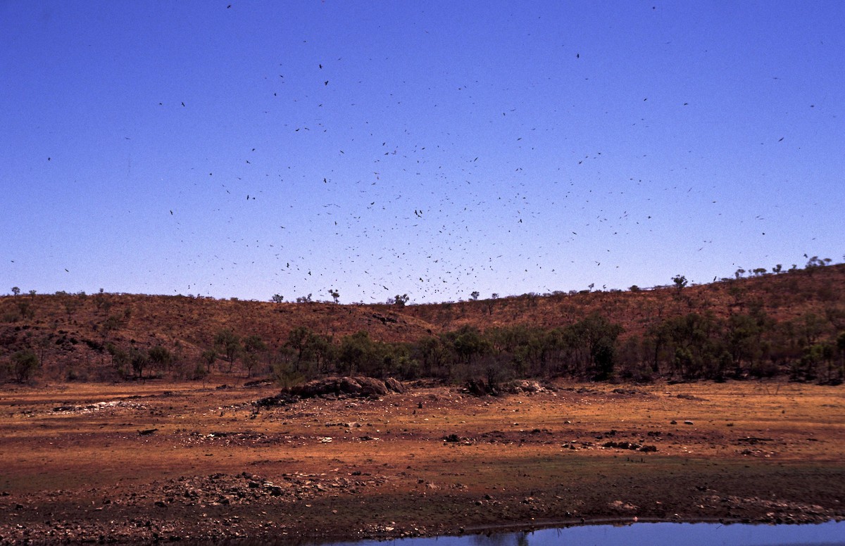 Nibbio bruno - ML166198861