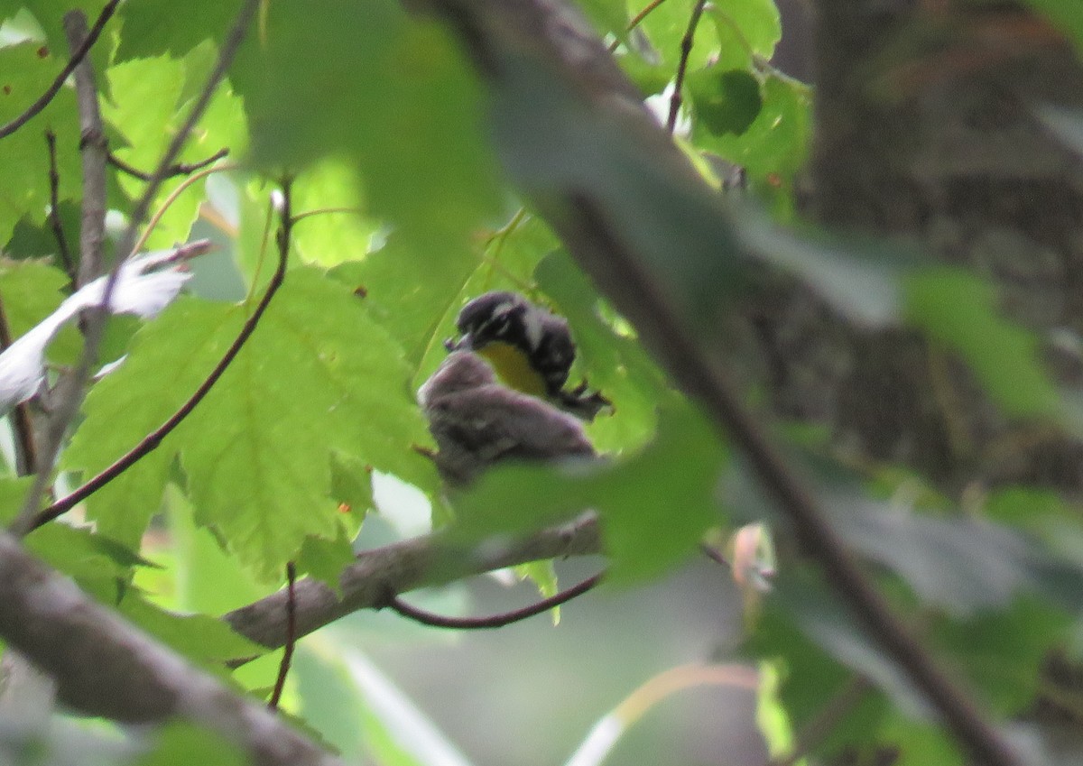 Yellow-throated Warbler - Bennie Saylor