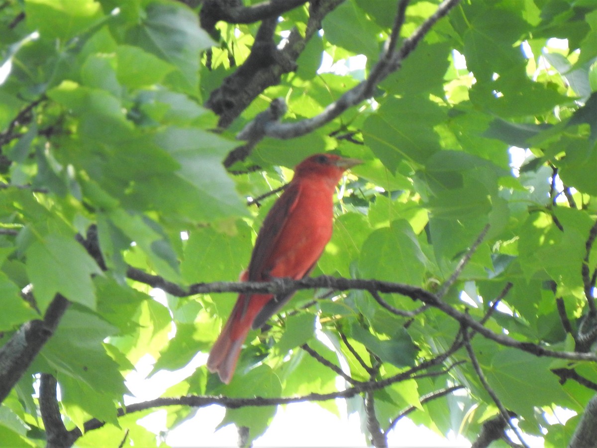 Summer Tanager - Susan Brauning