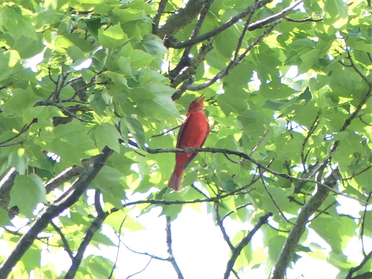 Summer Tanager - ML166202001