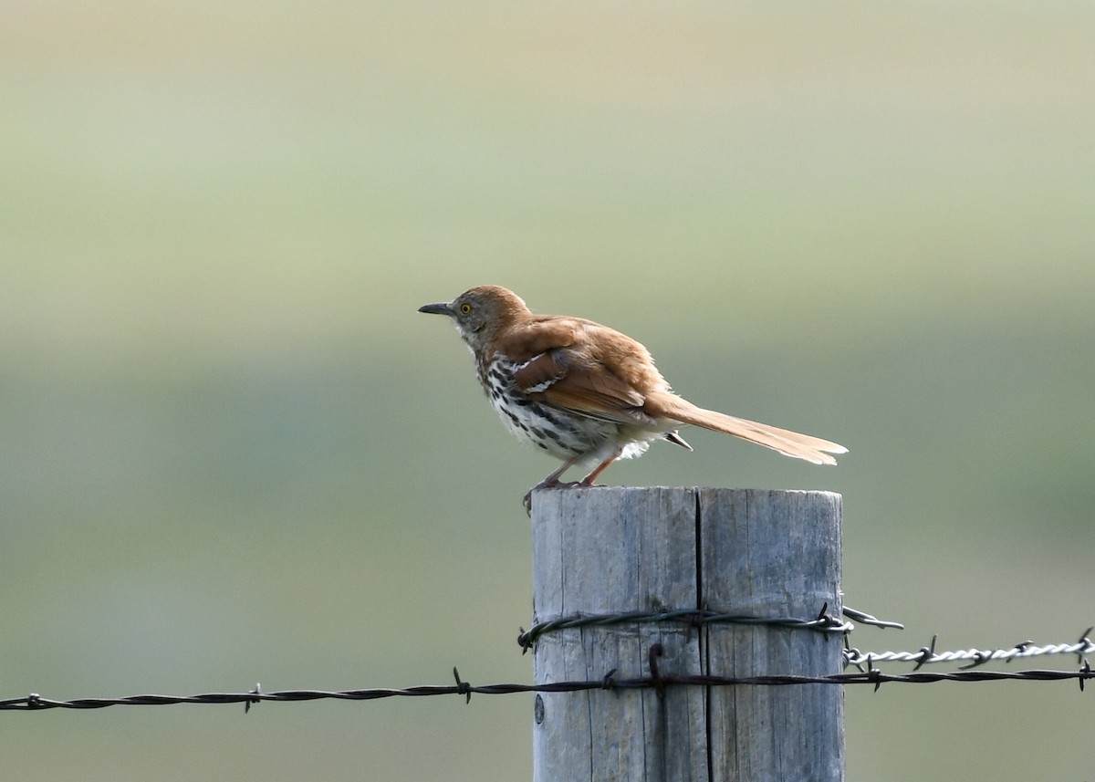 Brown Thrasher - ML166202651