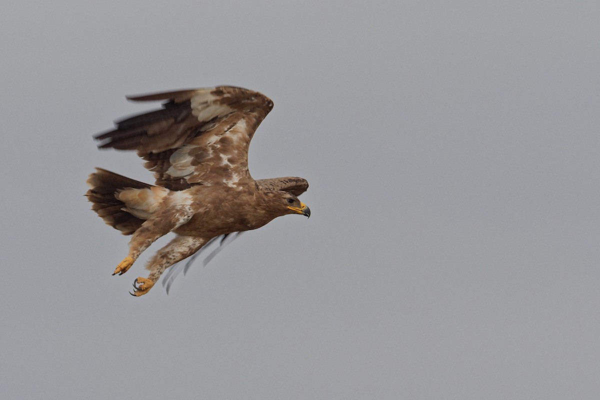 Águila Esteparia - ML166202721