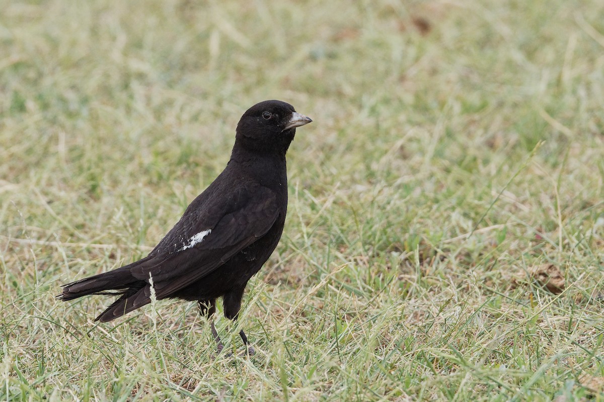 Black Lark - Vincent Wang