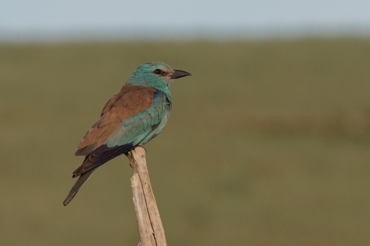 European Roller - Vincent Wang