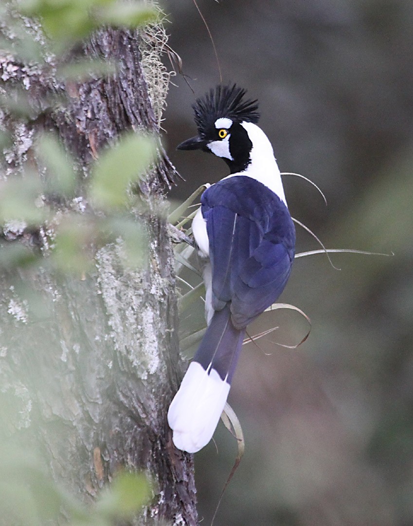 Tufted Jay - ML166203591