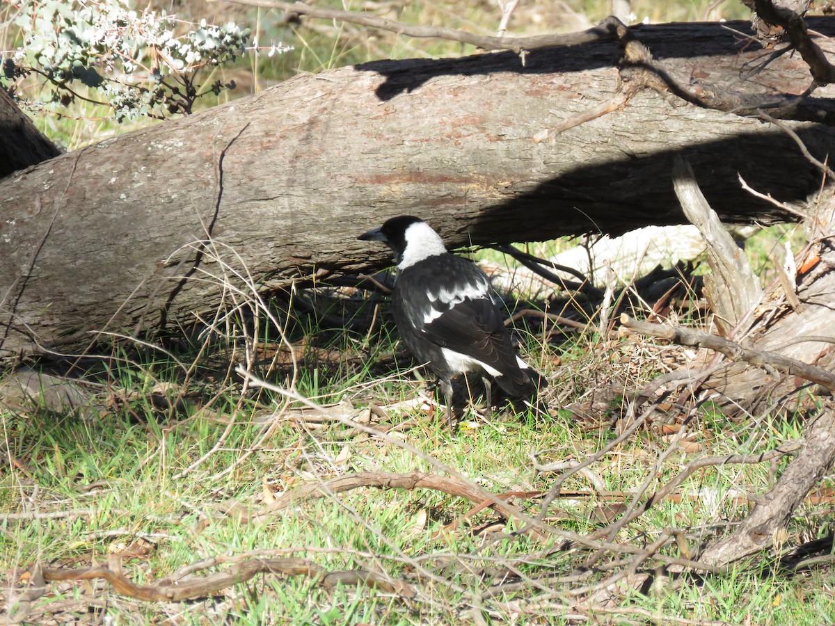 Australian Magpie - ML166203631