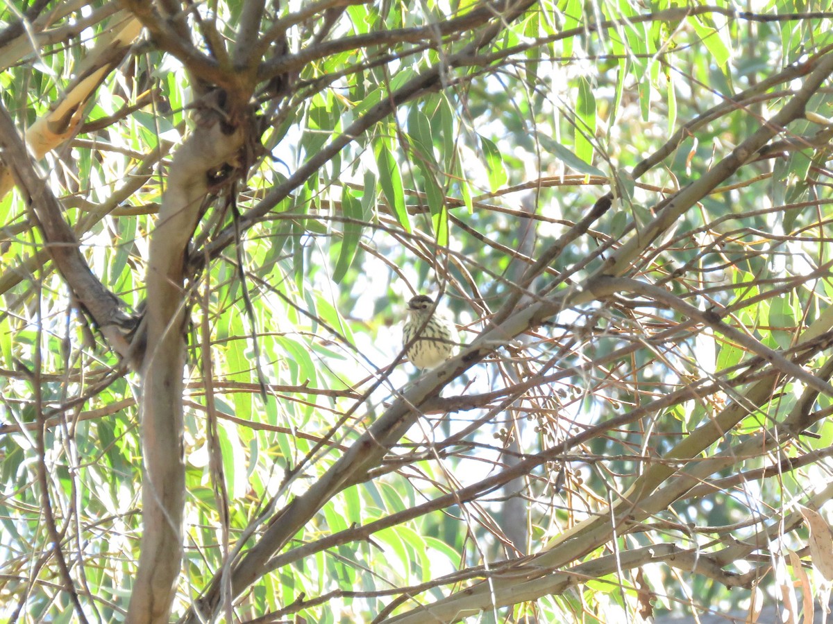 Speckled Warbler - ML166203951