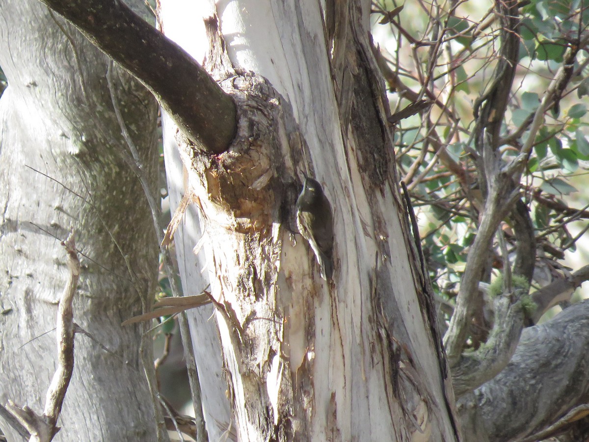 White-throated Treecreeper - ML166204031