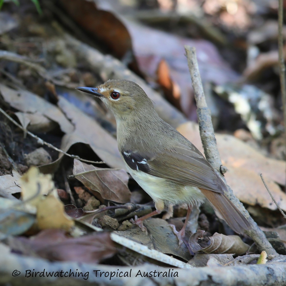 Tropical Scrubwren - ML166204101