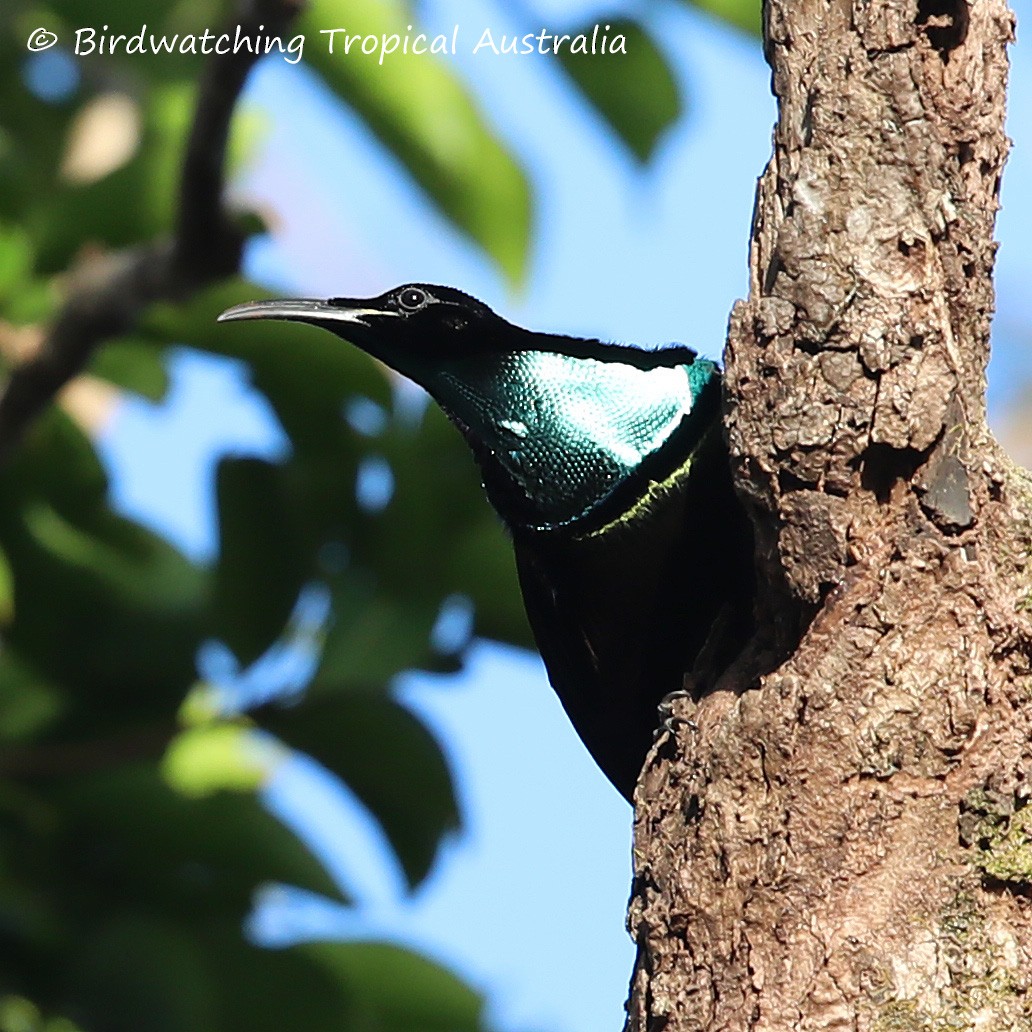 Magnificent Riflebird - Doug Herrington || Birdwatching Tropical Australia Tours
