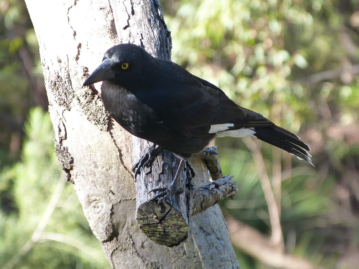 Pied Currawong - ML166204311