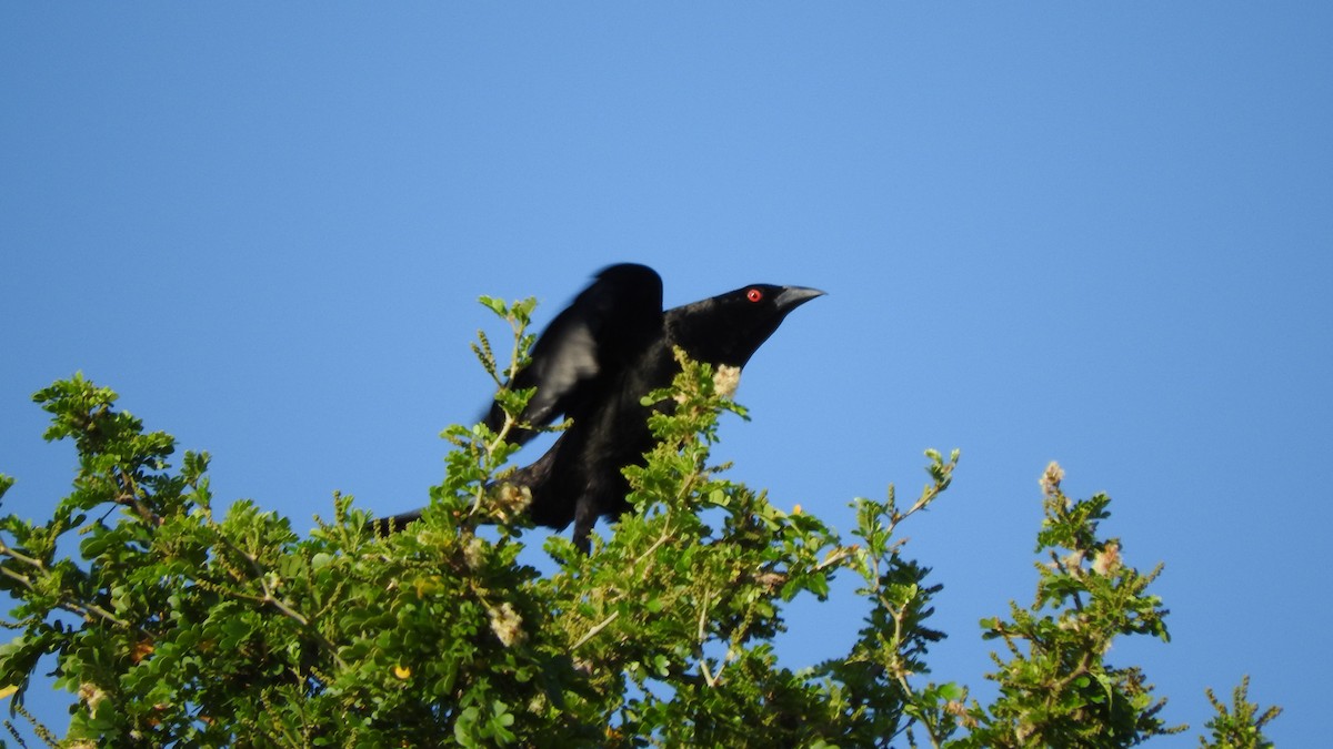 Bronzed Cowbird - ML166205021