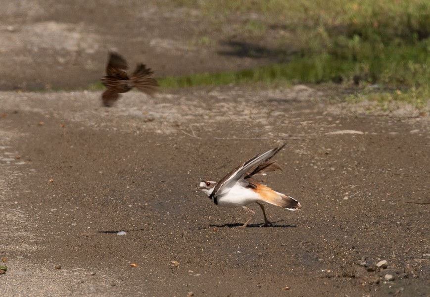 Killdeer - ML166205141