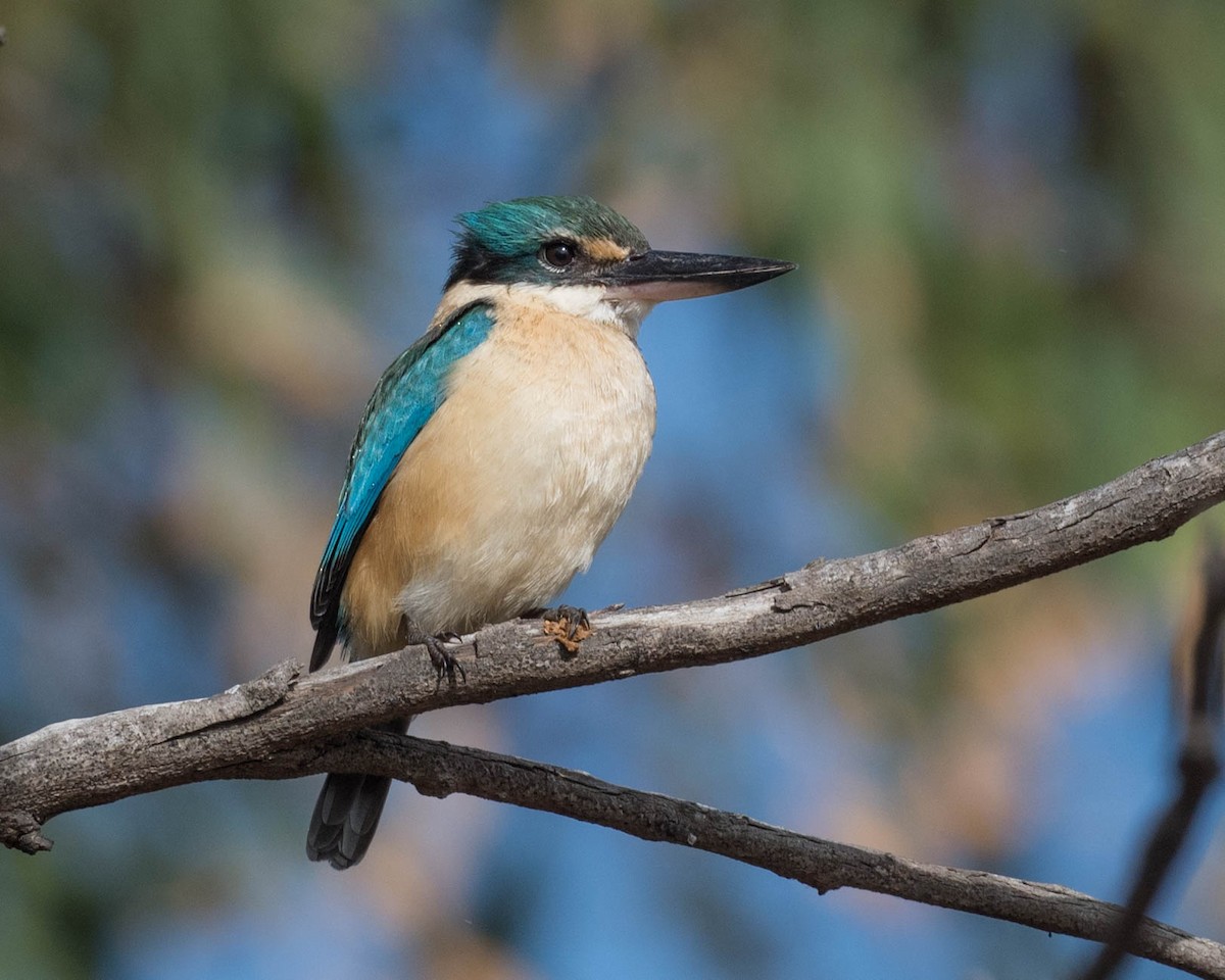 Sacred Kingfisher - ML166205401