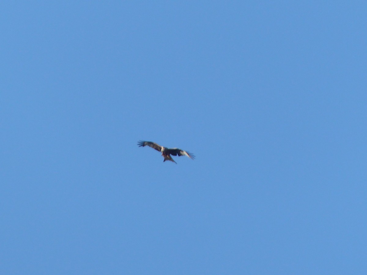 Red Kite - ML166206211