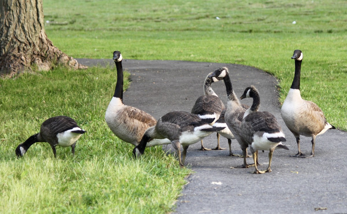 Canada Goose - ML166206721