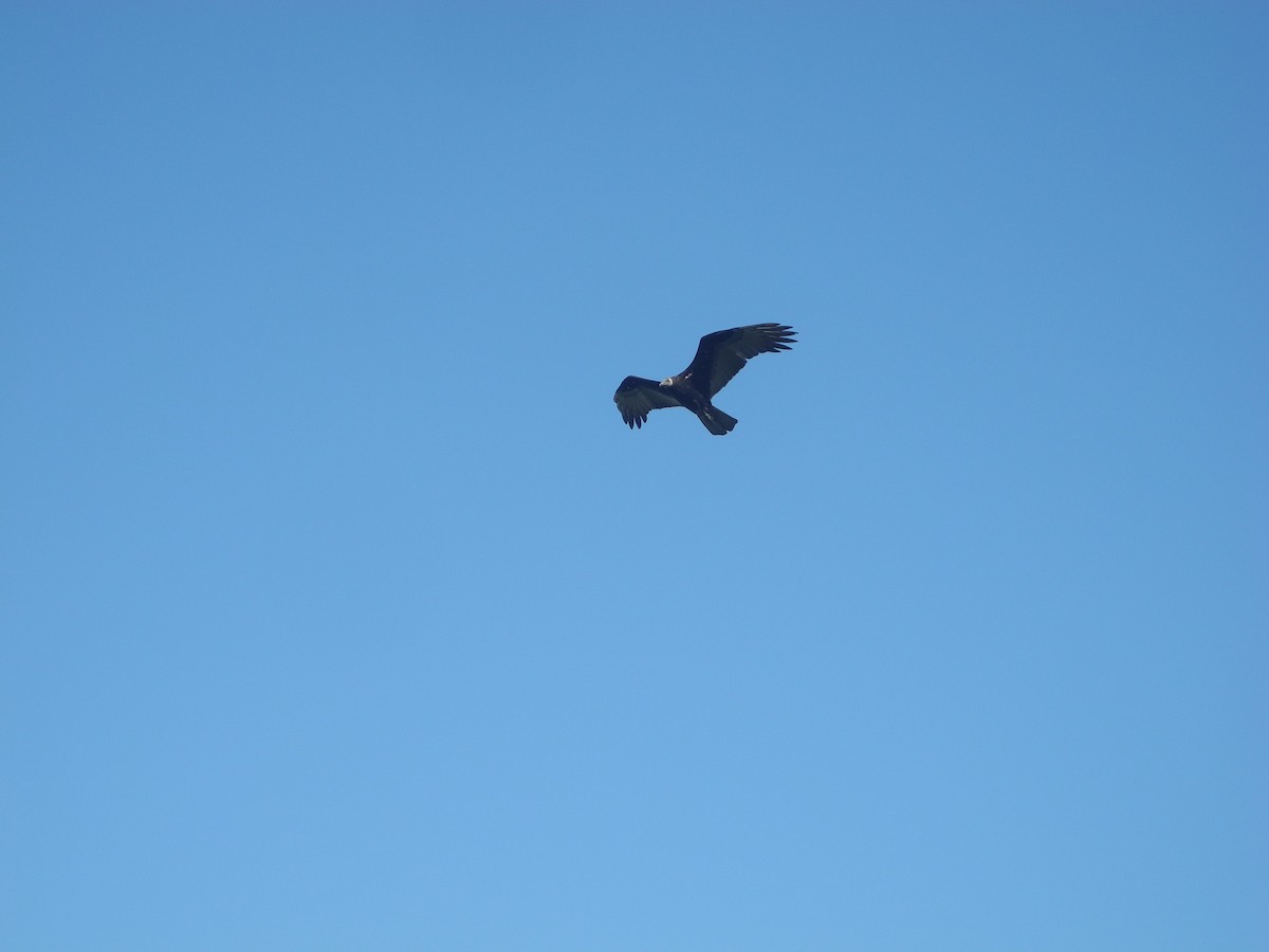 Turkey Vulture - ML166206971