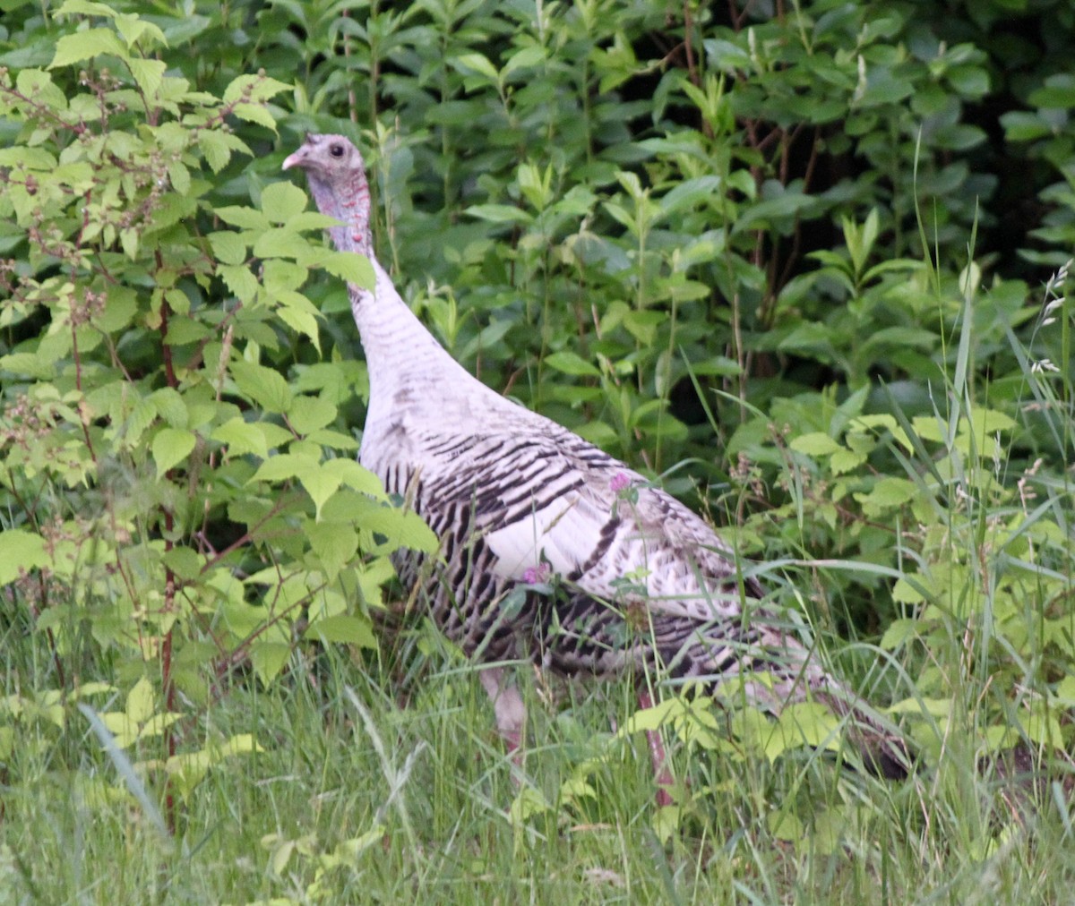 Wild Turkey - ML166207001