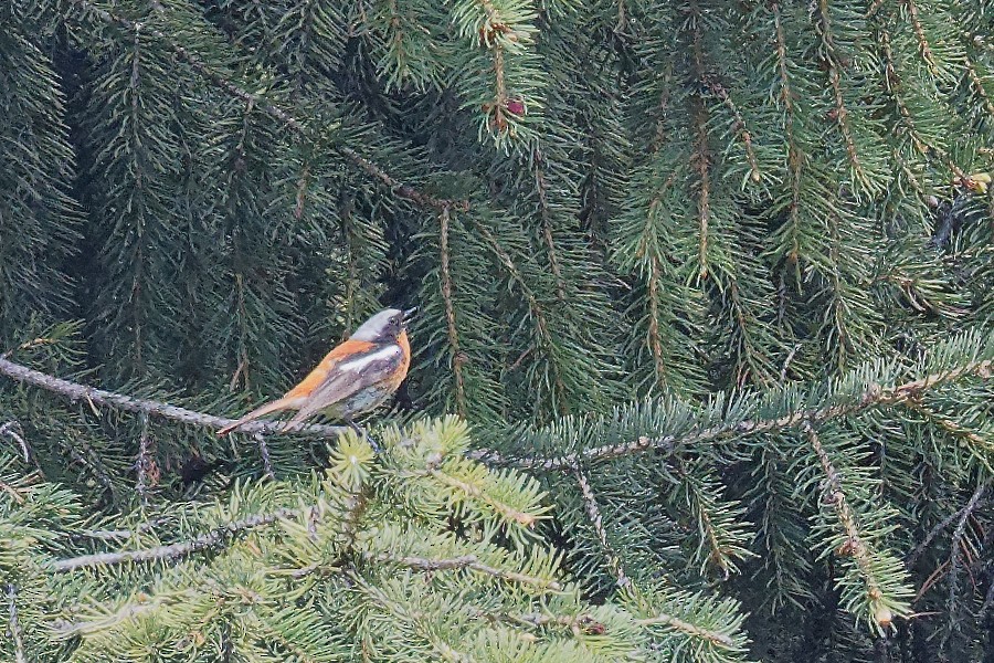 Rufous-backed Redstart - ML166207611