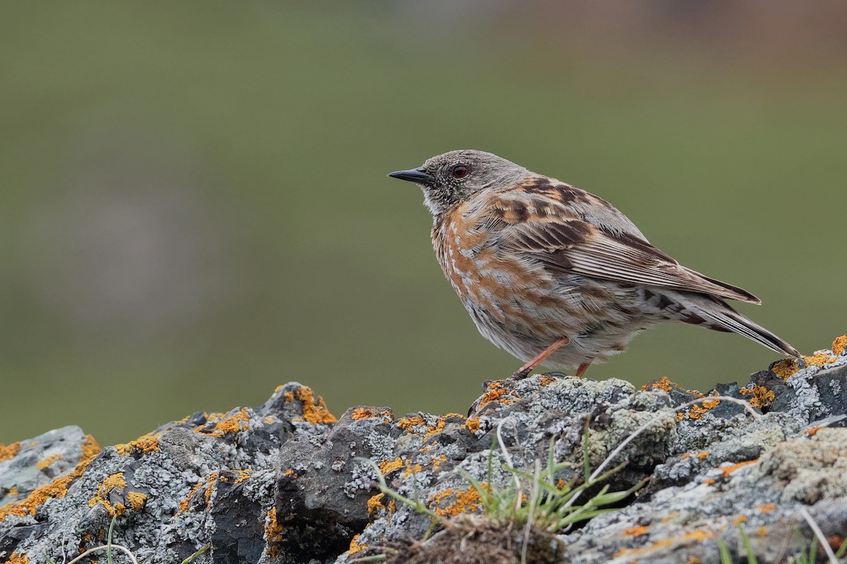 Altai Accentor - Vincent Wang
