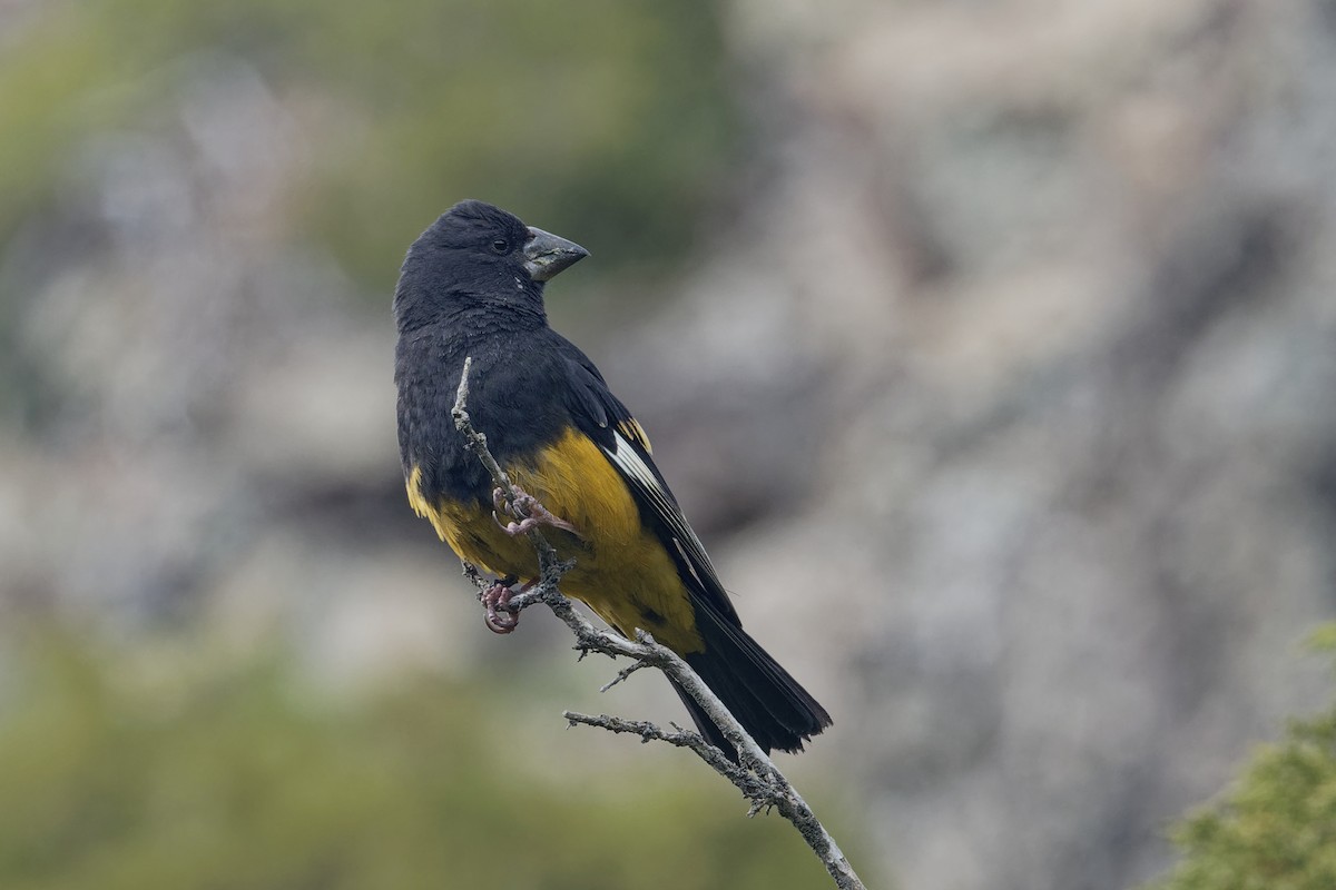 White-winged Grosbeak - ML166207751