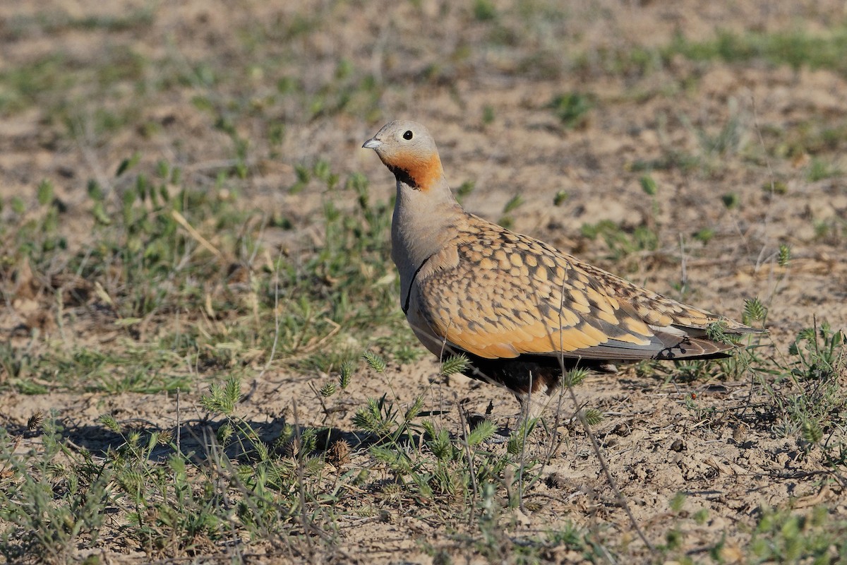 Black-bellied Sandgrouse - ML166208611