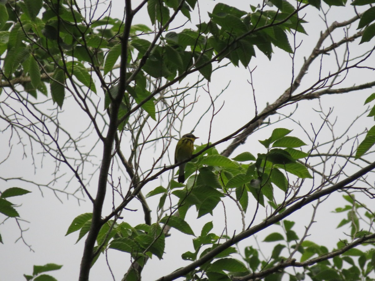 Magnolia Warbler - ML166211311