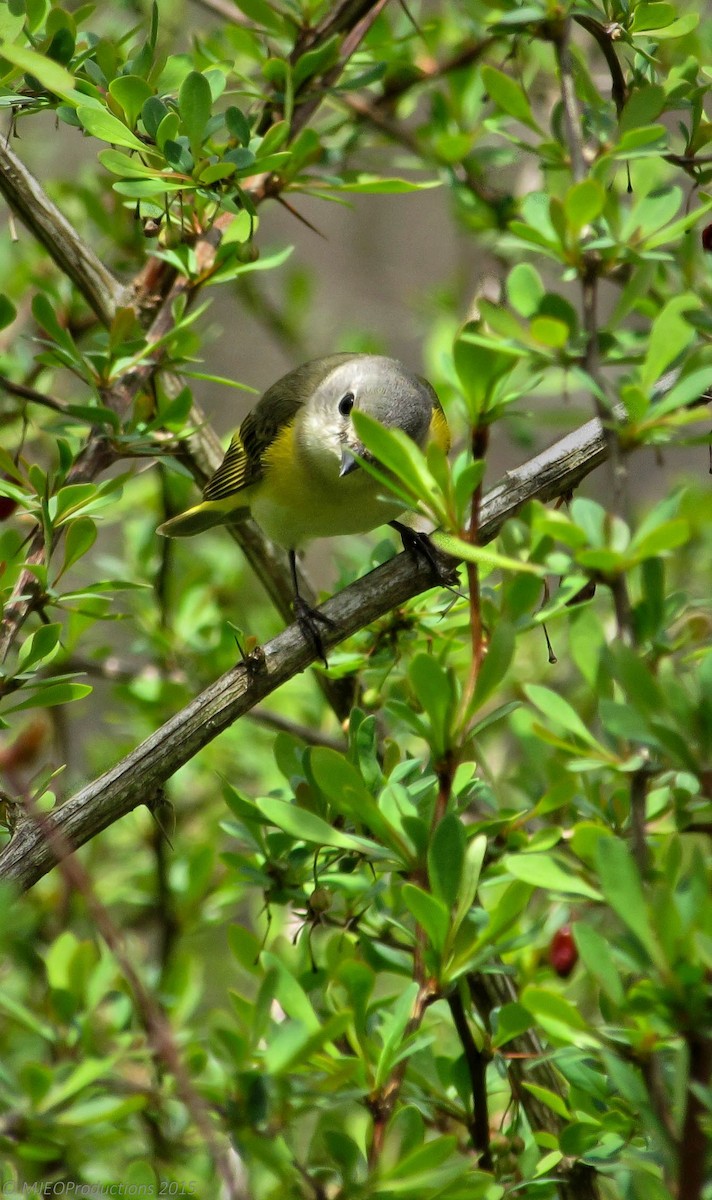 American Redstart - ML166211591