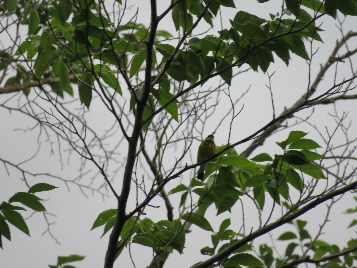 Magnolia Warbler - ML166211931