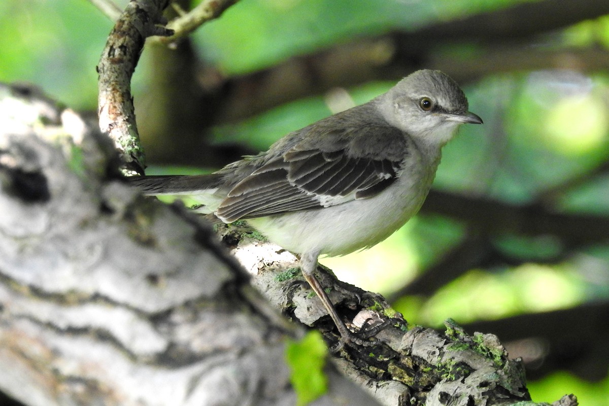 Northern Mockingbird - Terry Walsh