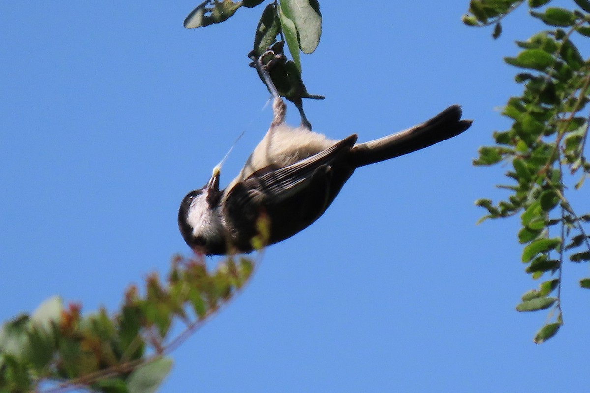 Mésange à tête noire - ML166213511