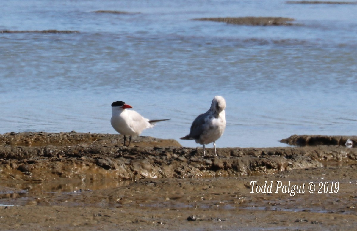 Caspian Tern - ML166214091