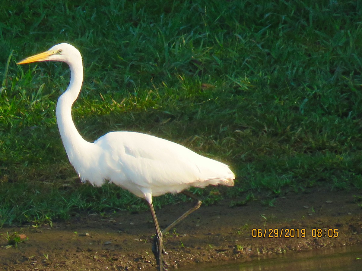 Great Egret - David Patick