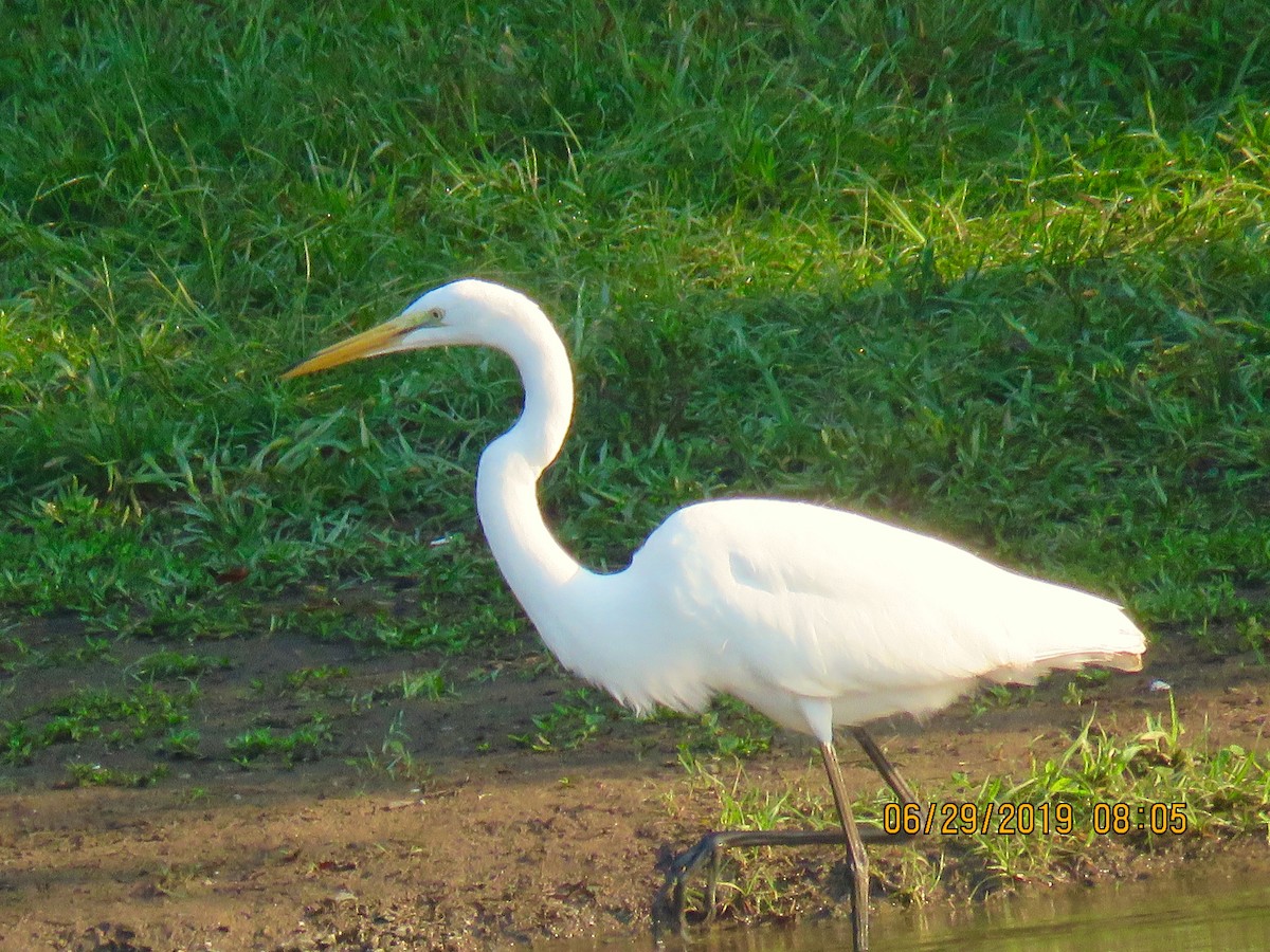 Great Egret - David Patick