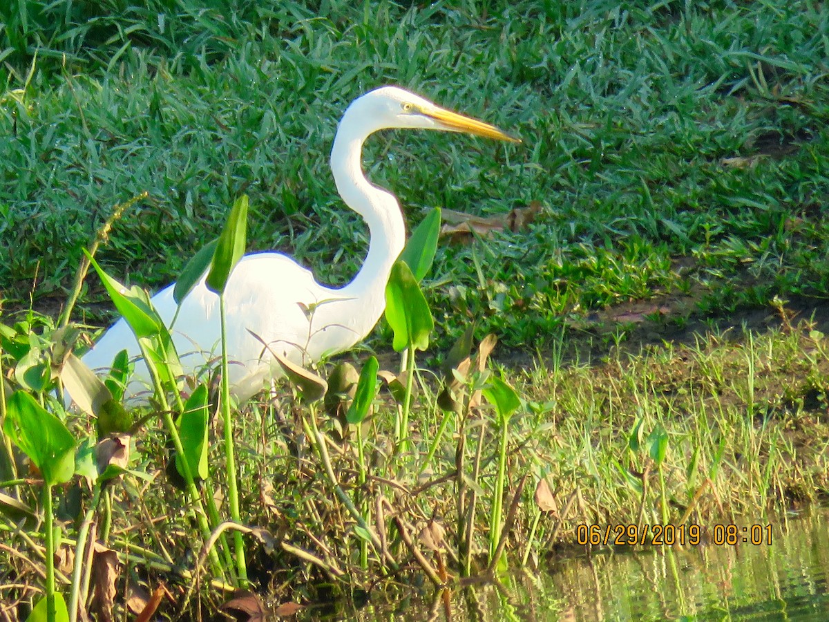 Great Egret - ML166214681