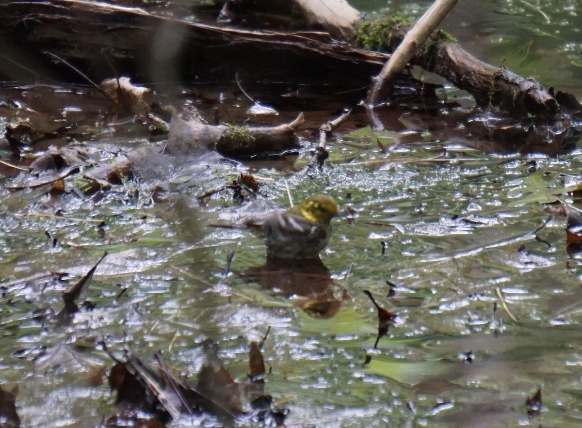 Black-throated Green Warbler - ML166214711
