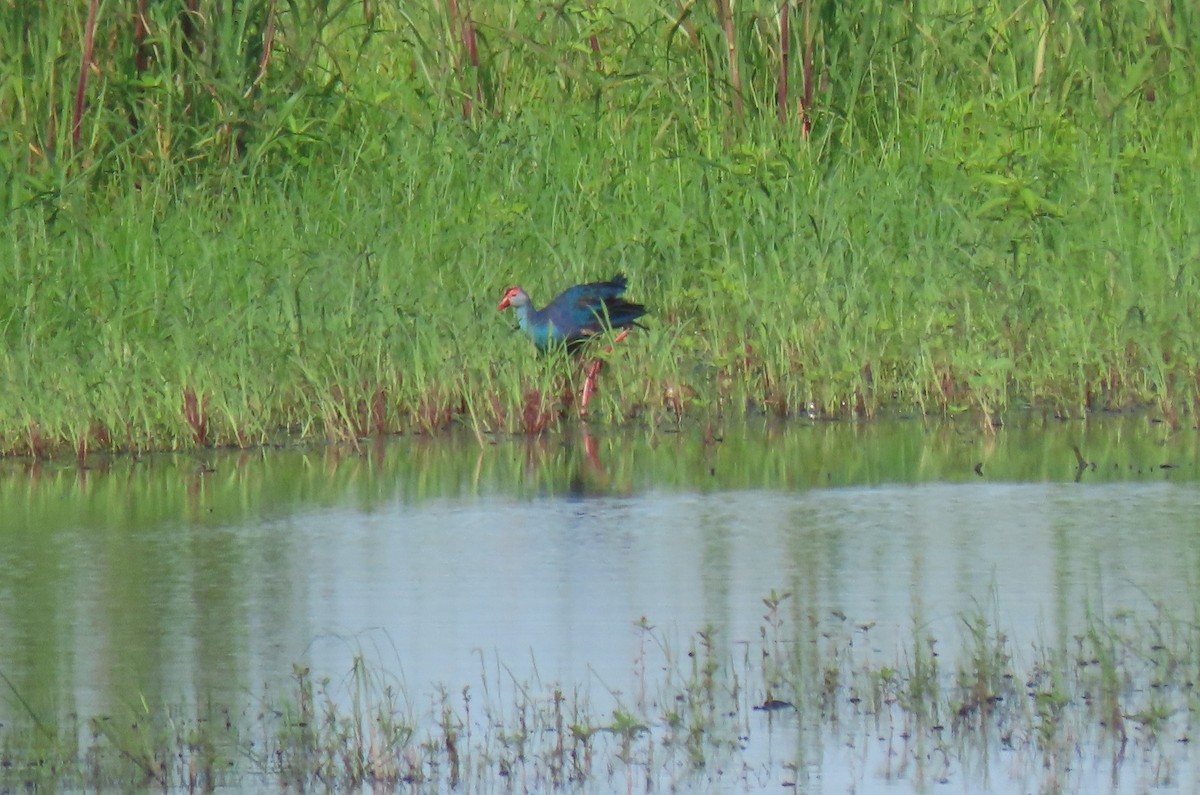 Gray-headed Swamphen - ML166216201