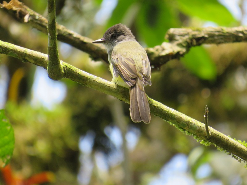 Dusky-capped Flycatcher - Jeff Harding