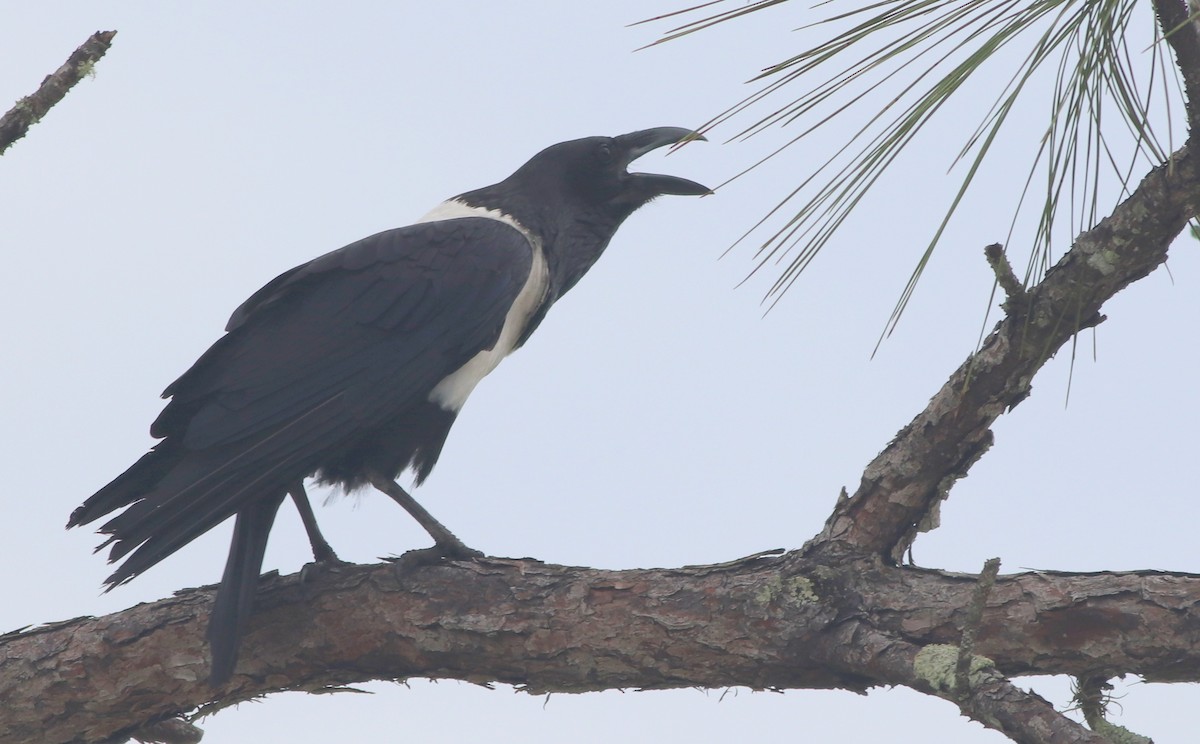 Pied Crow - ML166216841