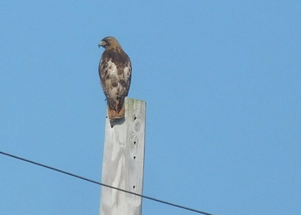Red-tailed Hawk - ML166219661