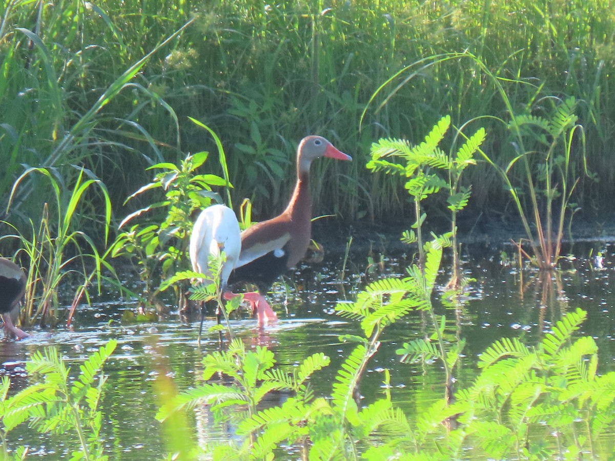 Black-bellied Whistling-Duck - ML166220661