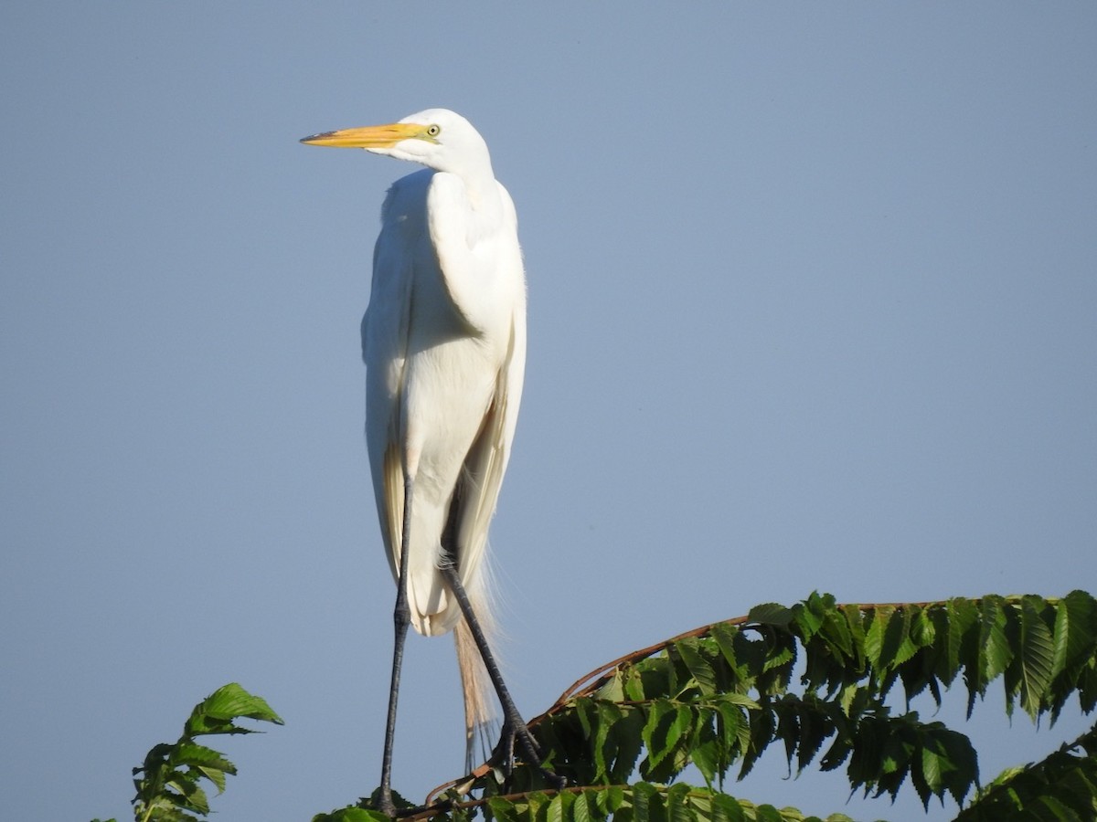 Great Egret - ML166221511