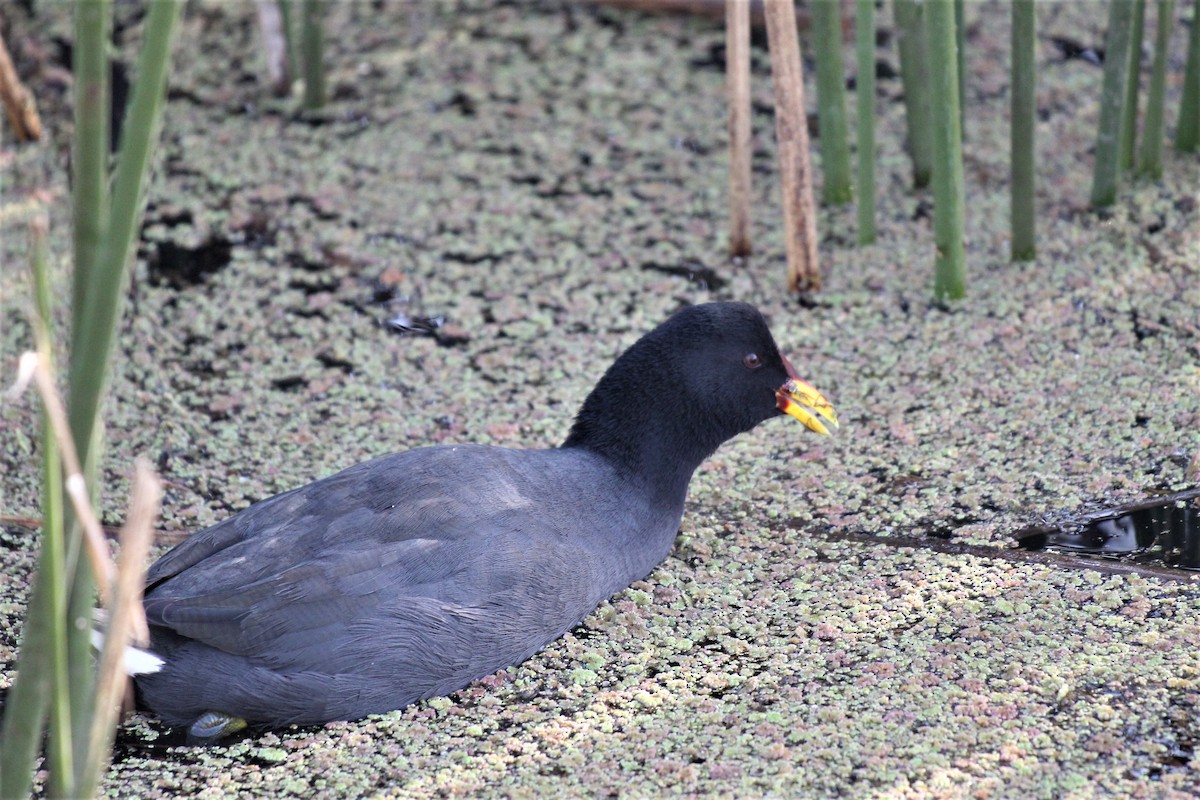 Red-fronted Coot - ML166222181