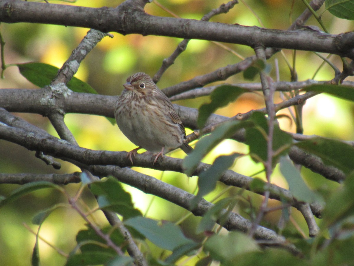 Vesper Sparrow - John Coyle