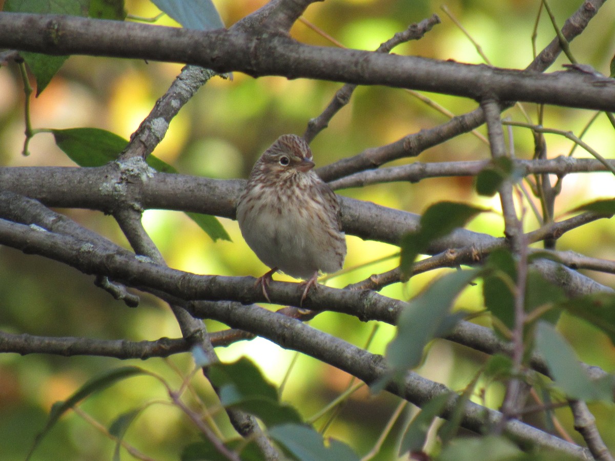 Vesper Sparrow - ML166222691