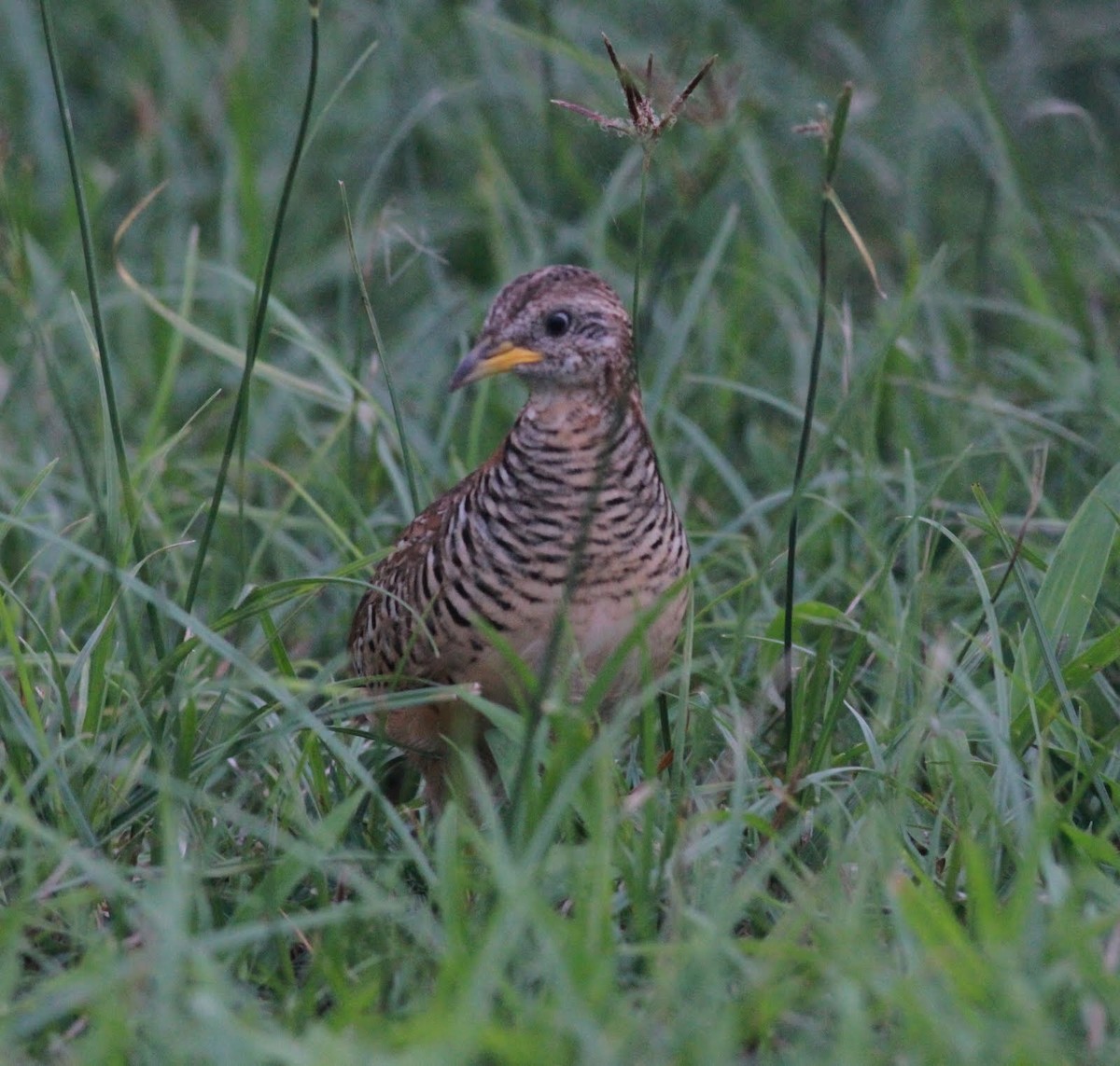 Barred Buttonquail - ML166222761