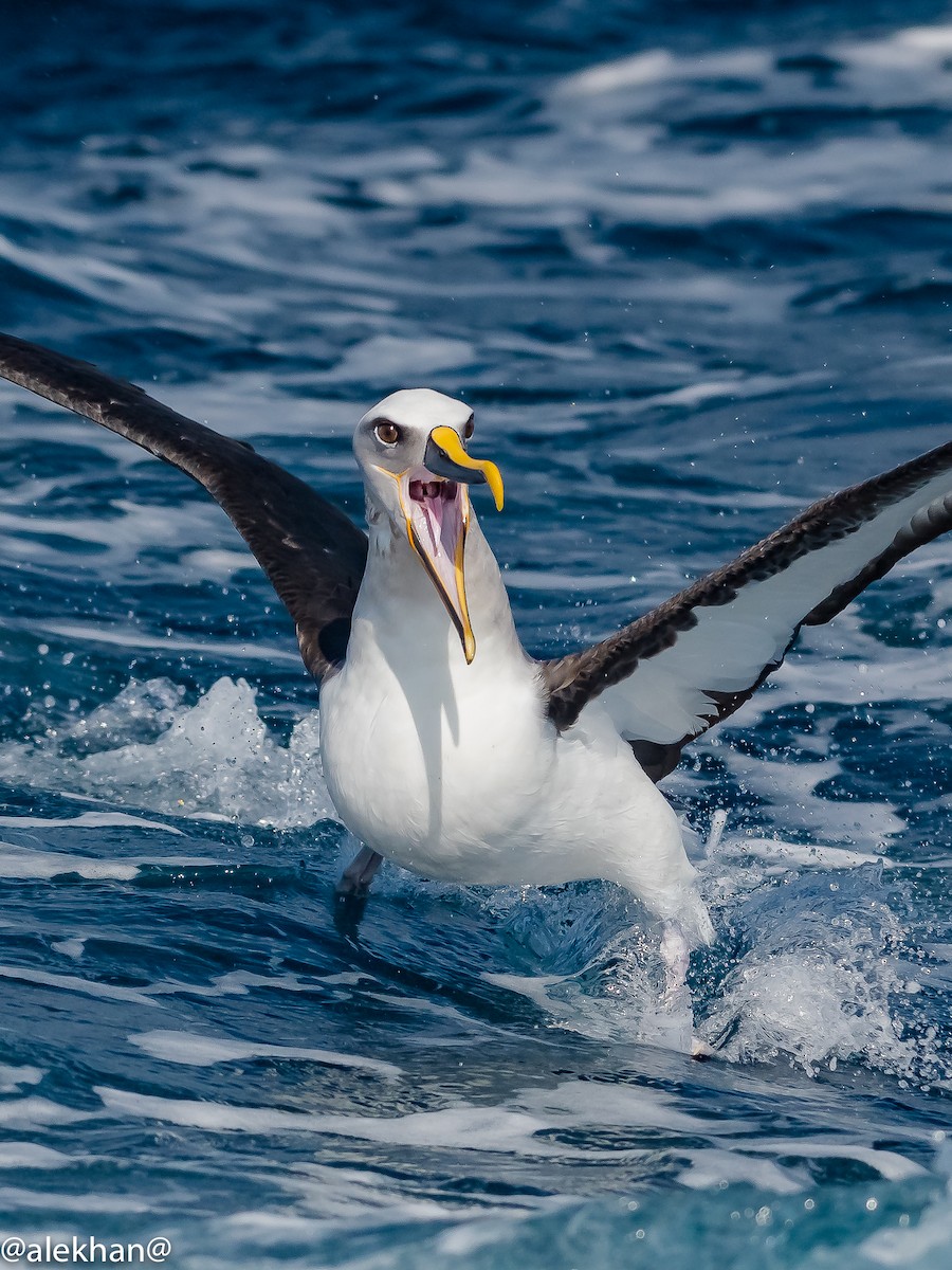 Buller's Albatross - ML166224811